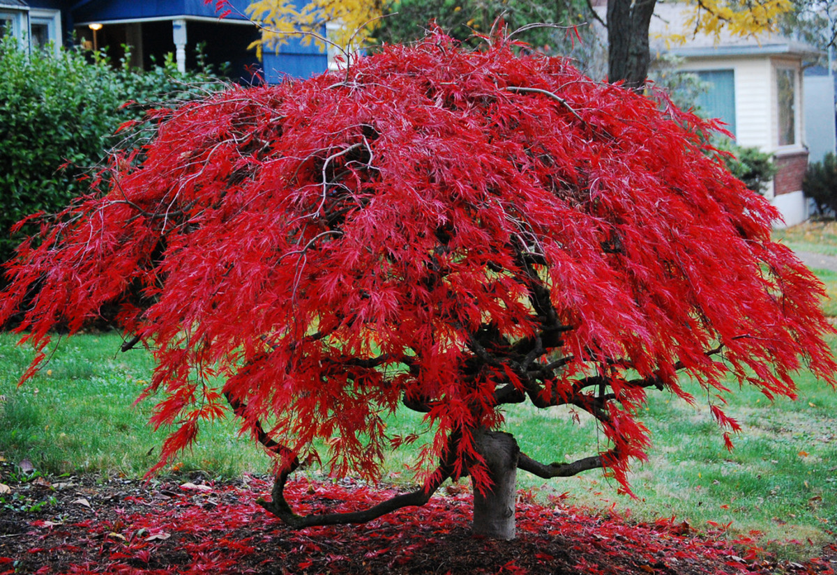 short trees for landscaping