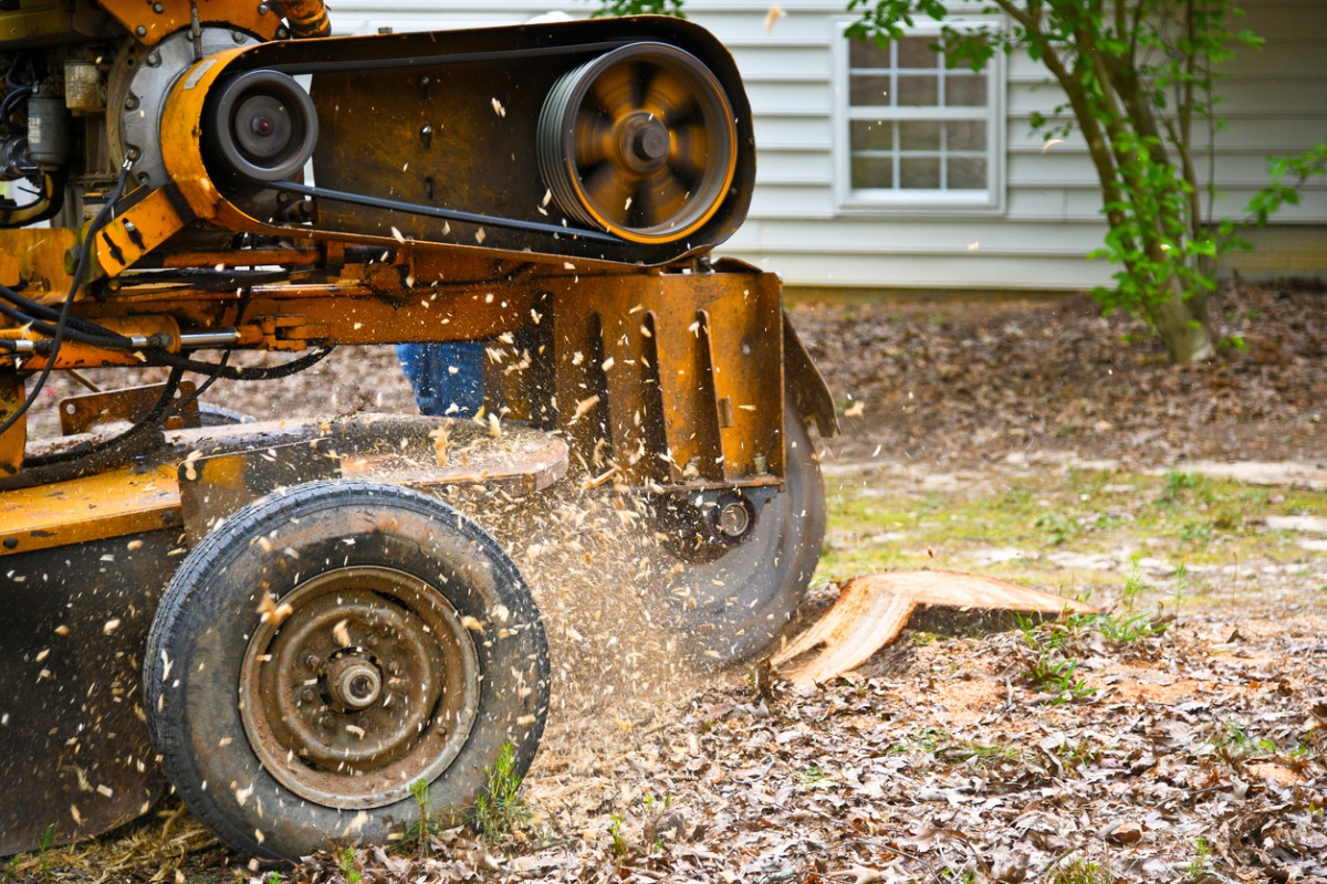 stump grinding cost