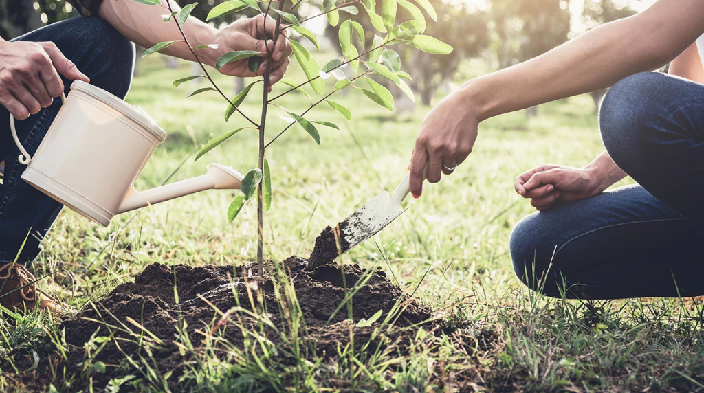 
best tree planting practices