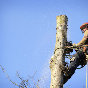 removing a dead tree