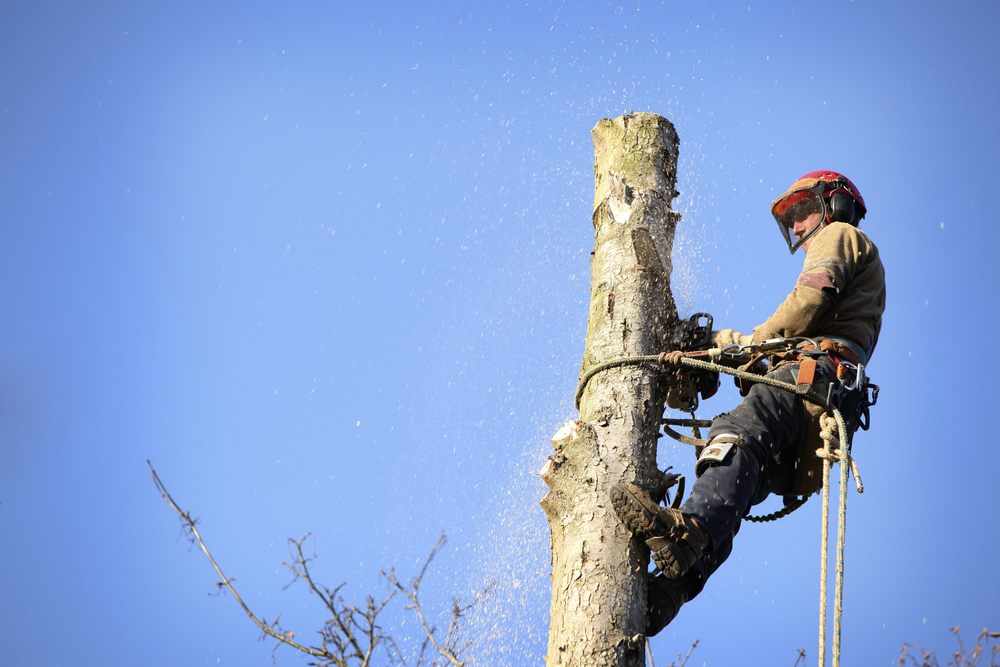 removing a dead tree