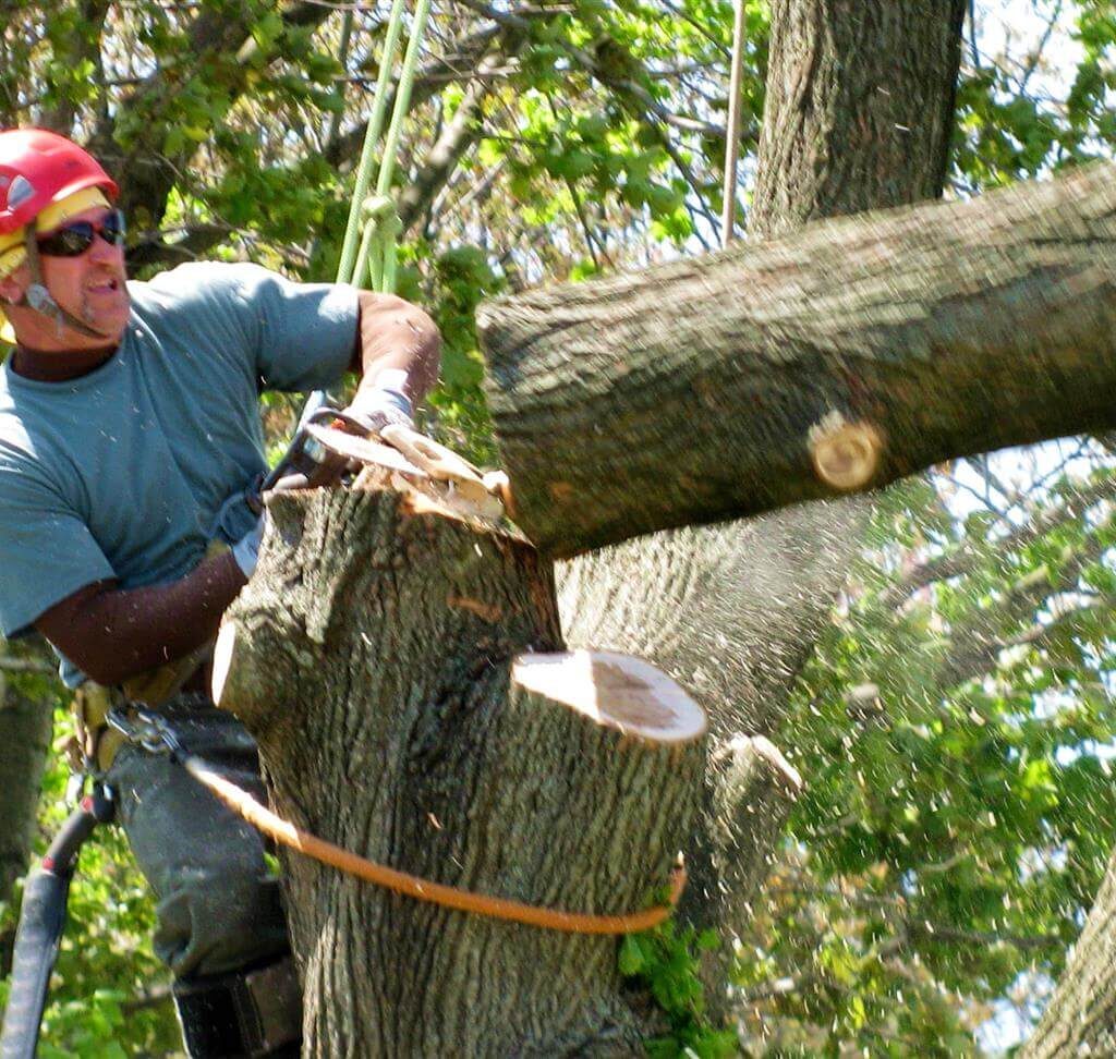 local tree removal service