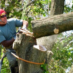 local tree removal service