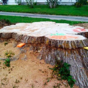 Tree Stump Removal Cost Near Me