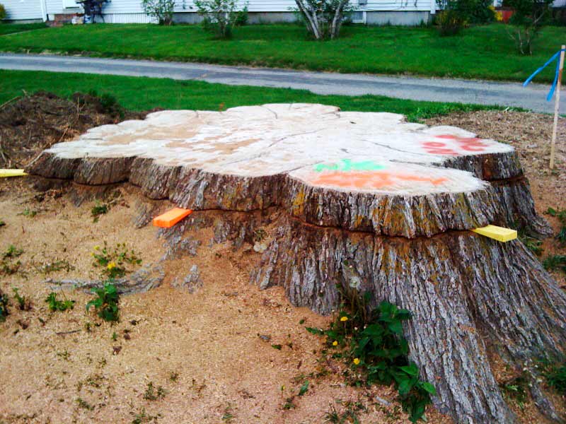 Tree Stump Removal Cost Near Me