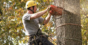 best tree service atlanta