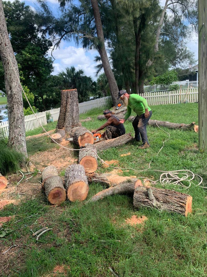 pine tree removal cost