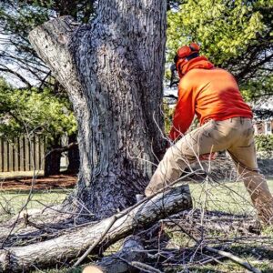 dead tree removal