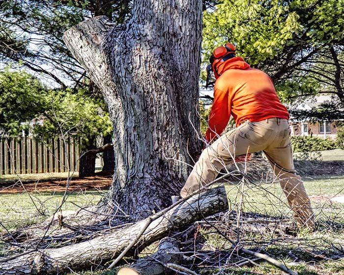 dead tree removal