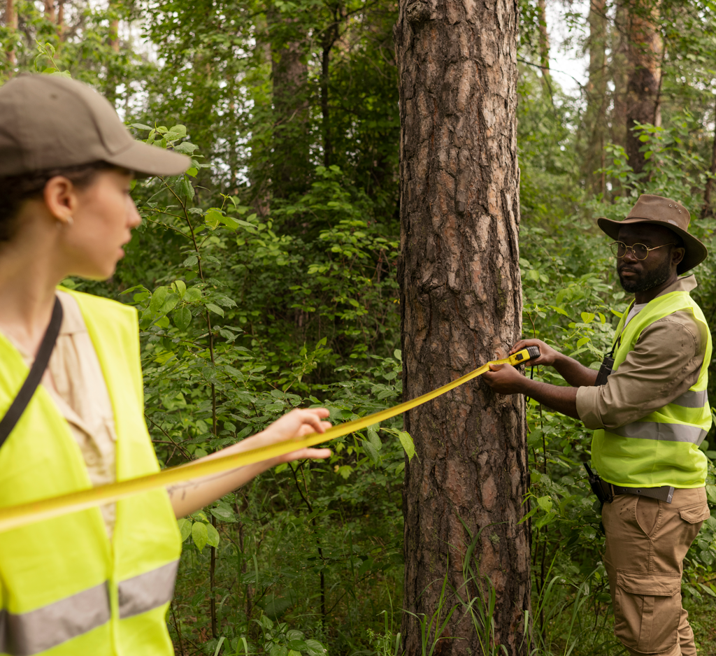 tree safety inspection