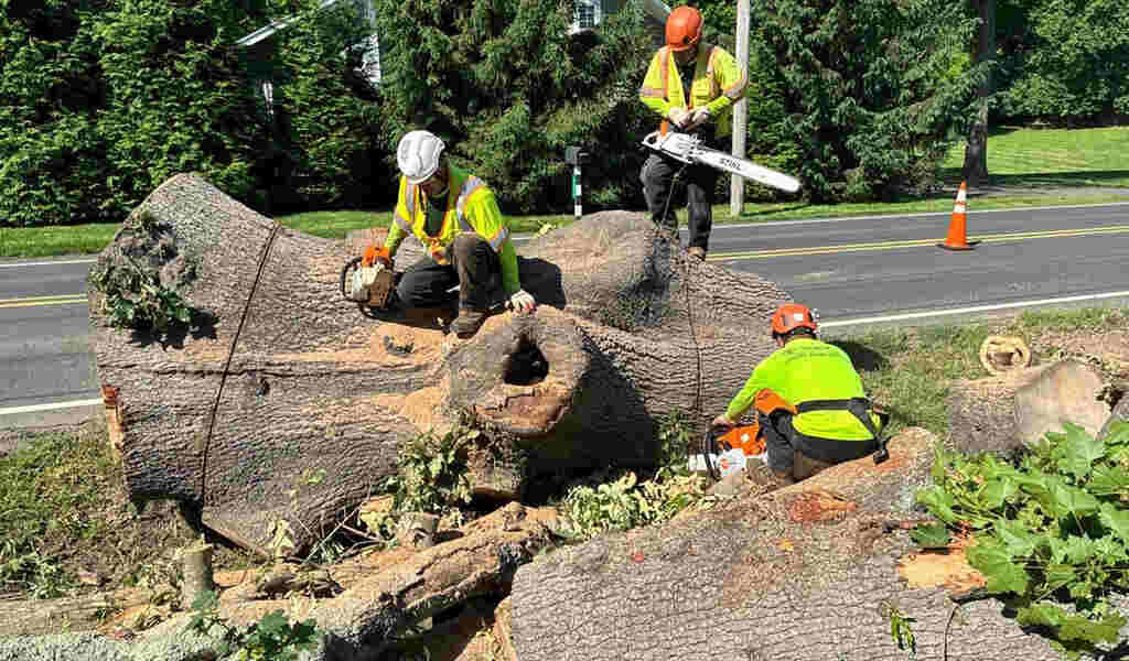 risks of leaving a dead tree