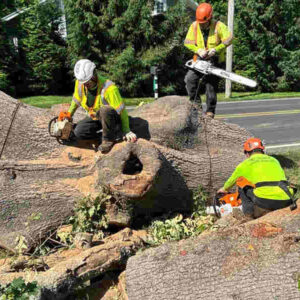 risks of leaving a dead tree