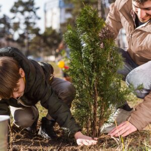 planting tree guide