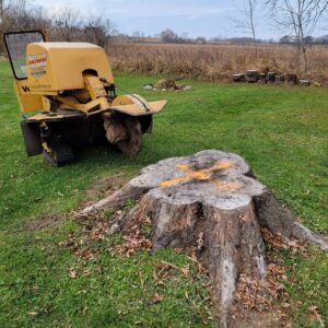 fast tree stump removal