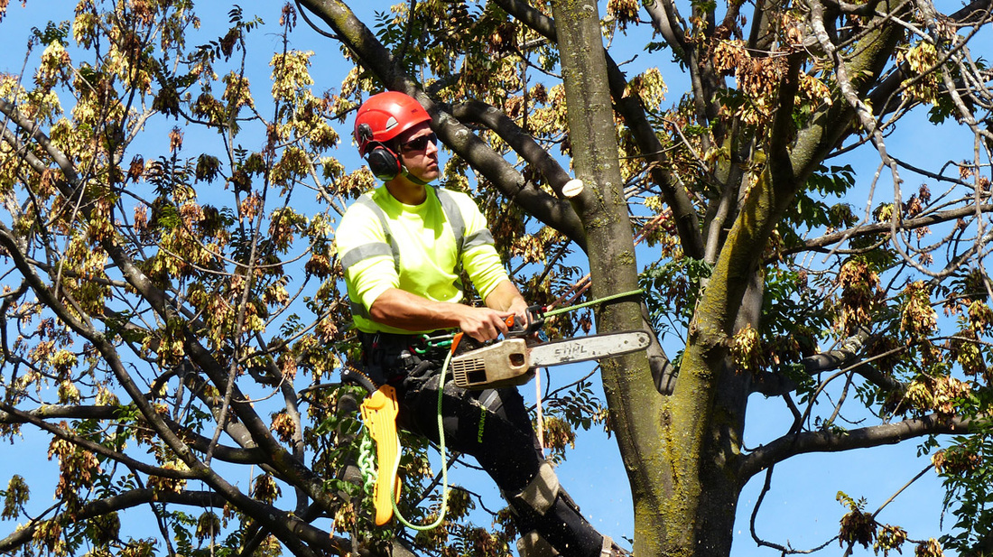 tree service vancouver