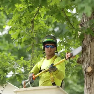 arborist tree service