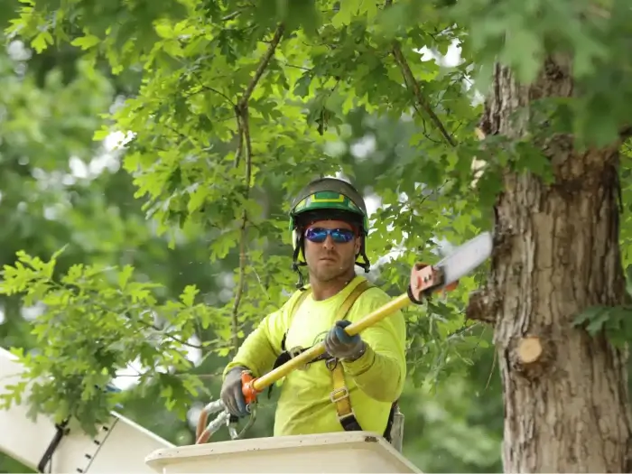 arborist tree service