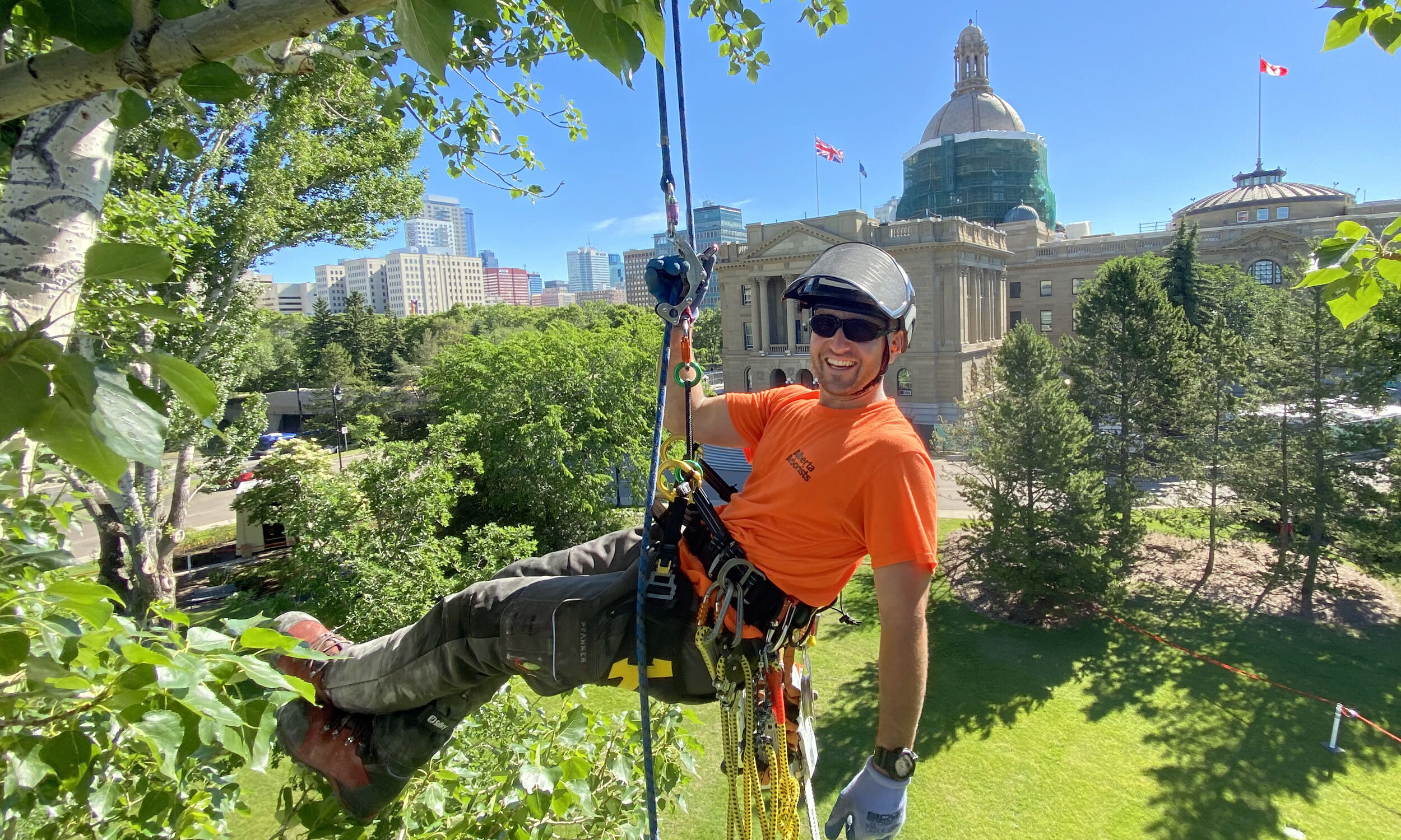 arborist tree service
