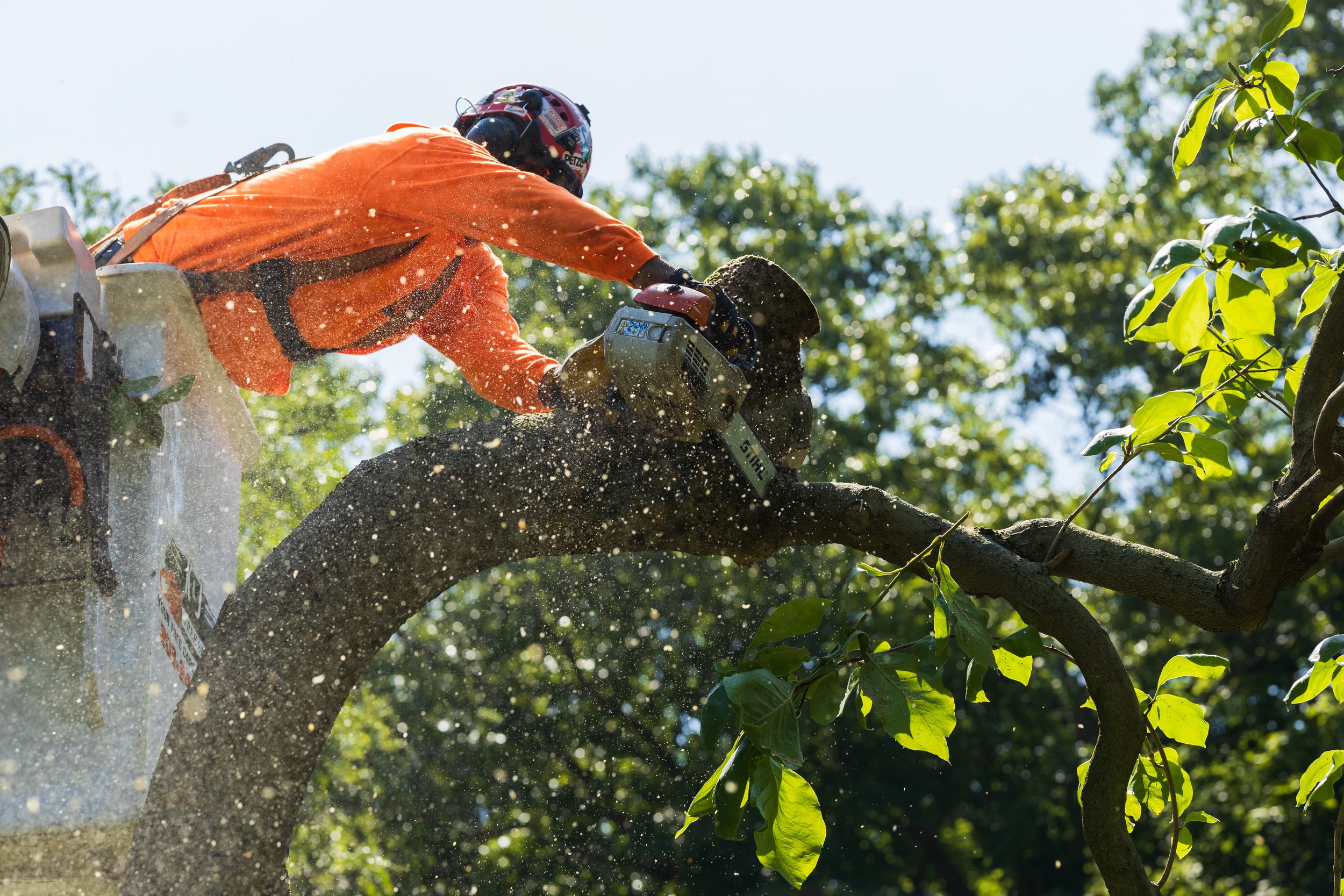 tree service near me