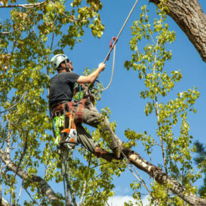 Tree Specialist